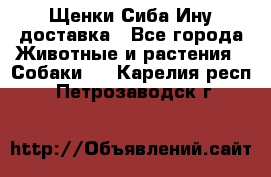 Щенки Сиба Ину доставка - Все города Животные и растения » Собаки   . Карелия респ.,Петрозаводск г.